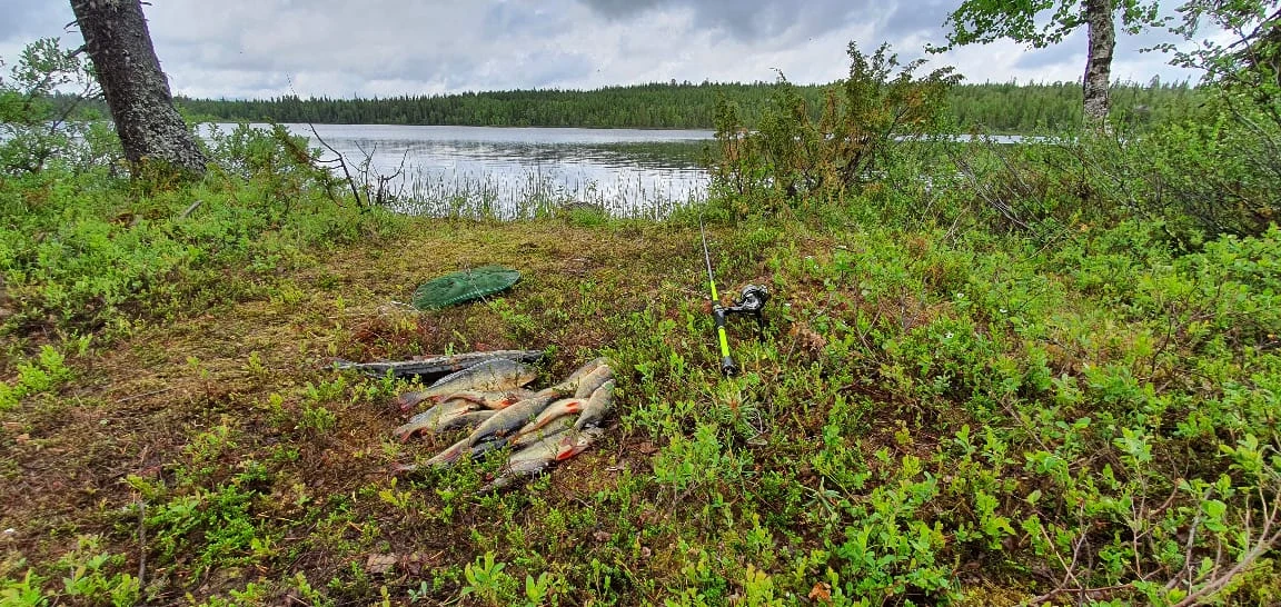 Рыбалка на окуня на Кольском полуострове Рыбалка на окуня на Кольском полуострове